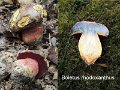 Rubroboletus rhodoxanthus-amf343